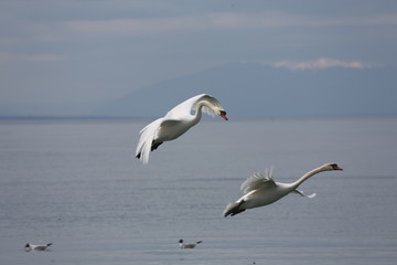 fotografias de aves varias 
