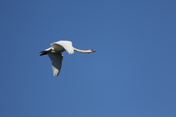 fotografias de aves varias 
