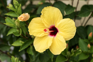 Closeup yellow hibiscus flower in blossom on green bush in the garden