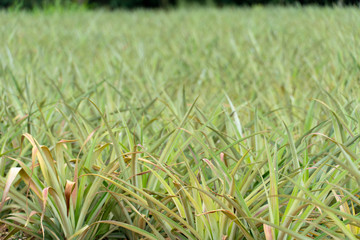Aged pineapple farms that do not provide agricultural products.