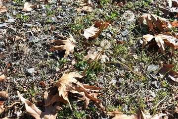 autumn leaves on grass