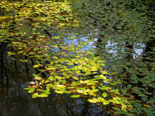 Leaves float on the Tambre River - Negreira, Galicia, Spain