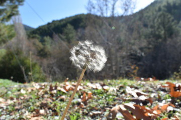 wild flowers in the mountains