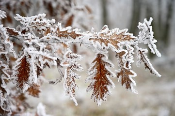 Frost and snow on branches. Beautiful winter seasonal  background. Photo of frozen nature.