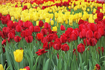 Field of colorful tulips