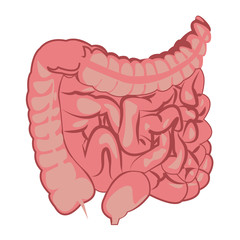 Obraz premium Colon, intestinal tract system