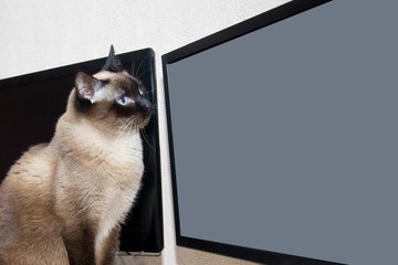 Cat looks at the monitor screen