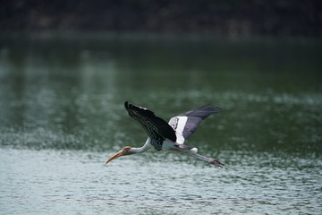 Bird flying 