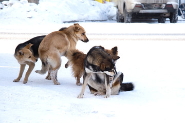 pack of stray dogs in the snow