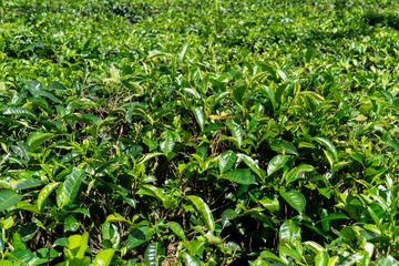 Naklejka premium Teeplantage auf Java/Indonesien