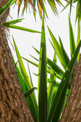 Yucca