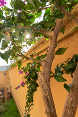 Bouganville