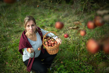 Middle aged woman picking apples in her orchard - soon there will be a lovely smell of apple pie in...