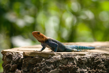 A colourful male Agama lizard (Agama lionotus) resting on a stone wall against a green dappled background, Kenya