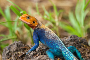A colourful male Agama lizard (Agama lionotus) resting on a small rock in the sun, Kenya