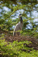 A black-headed heron (Ardea melanocephala) perched in nest in an Acacia tree, Central Kenya