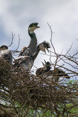 Juvenile black-headed heron (Ardea melanocephala) perched in nest in an Acacia tree, Central Kenya