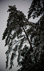 Snow-covered coniferous forest in the mountains