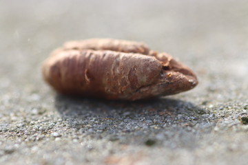 macro photo of dried palm kernel