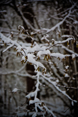 snowy tree branch in the winter forest