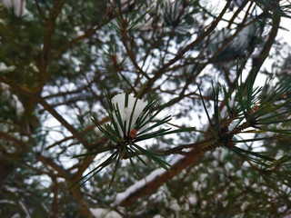 snowy tree branch in the winter forest