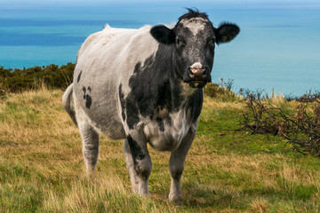 Majestic black face cow posing for the camera on a blue sea background.  Irish rural landscape in Bray, Ireland. 