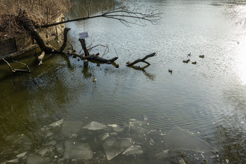 Tree branch fallen in the lake water with a sign that says no fishing and some ducks in the frozen water where ice layer floats.