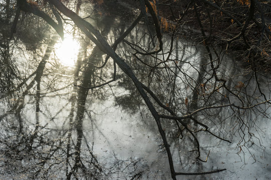 Close up image of some fir tree branches superimposed over the reflection of other trees in the lake water surface where also the winter sun is mirroring.