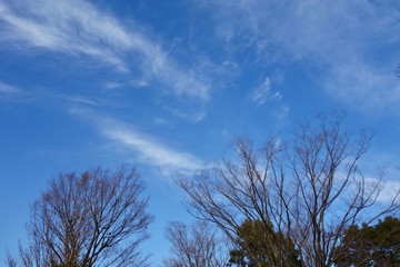 冬の青空