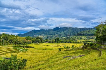 Fototapeta na wymiar Beautiful view over the rice fileds on tropical island Sumatra in Indonesie 