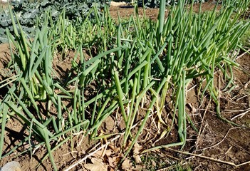 Obraz premium 九条ネギ