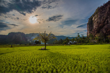 Beautiful sunny day at the rice fields in the Harau Valley in Sumatra  - obrazy, fototapety, plakaty