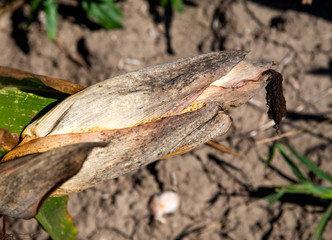 Dried corn plants after drought