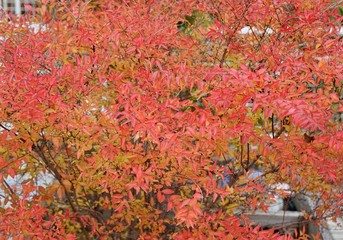 紅葉