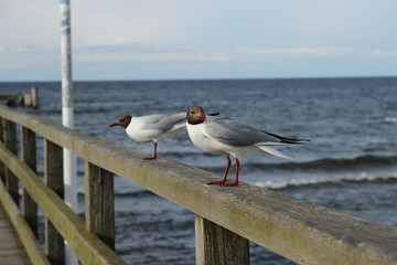 Zwei Möven an der Ostsee