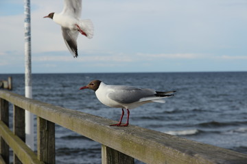 Fliegende Möve am Meer