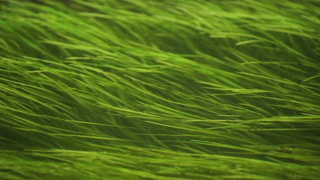 Green seagrass hover in the water. Seaweed is a common aquatic plant. Zostera marina grows in the river, lake, sea or in the ocean.