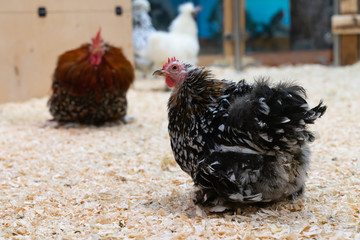 chicken with black feathers on a farm