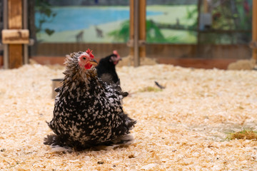 chicken with black feathers on a farm