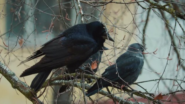 Large, disheveled crows sit on the winter branches of a tree, one crow flew away. The concept of ornithology