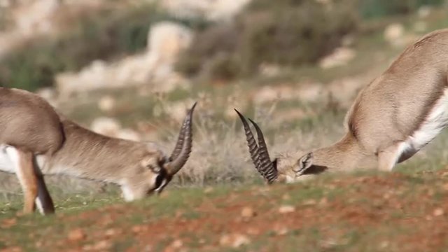 Israeli Mountain gazelle male fighting Beautiful shot of Israeli Mountain gazelle male juveniles fighting