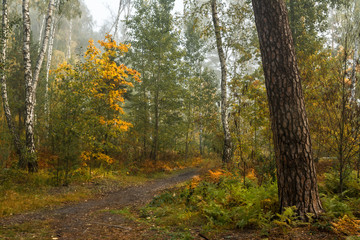 autumn forest. walk in the park. autumn colors. autumn leaves.