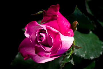 Fototapeta na wymiar Purple rose on a black background