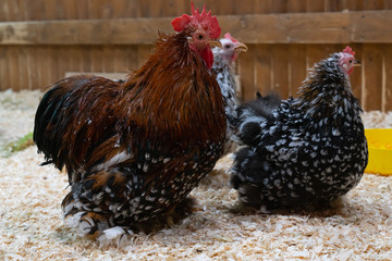 big red cock on the farm