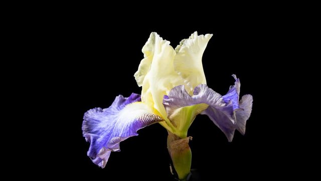 Beautiful spring flower. Purple, yellow, white and brown open petal. Iris bloom. Blooming flower on a black background. Time Lapse of Sea Kist blossom
