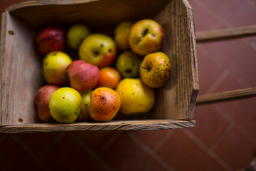 horizontal image with detail of a small wooden wheelbarrow full of freshly picked apples