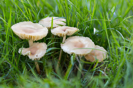 horizontal image with detail of a group of mushrooms in a garden