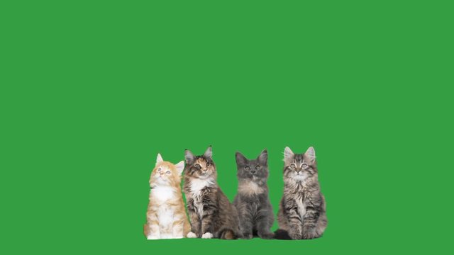 four kittens on a green screen