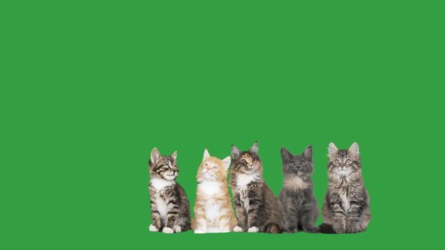 five kittens on a green screen