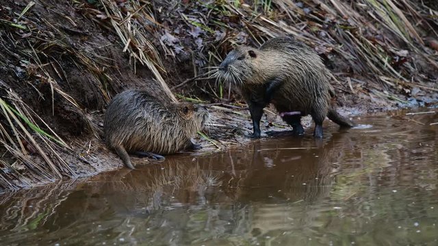 Sexuell erregter Nutria